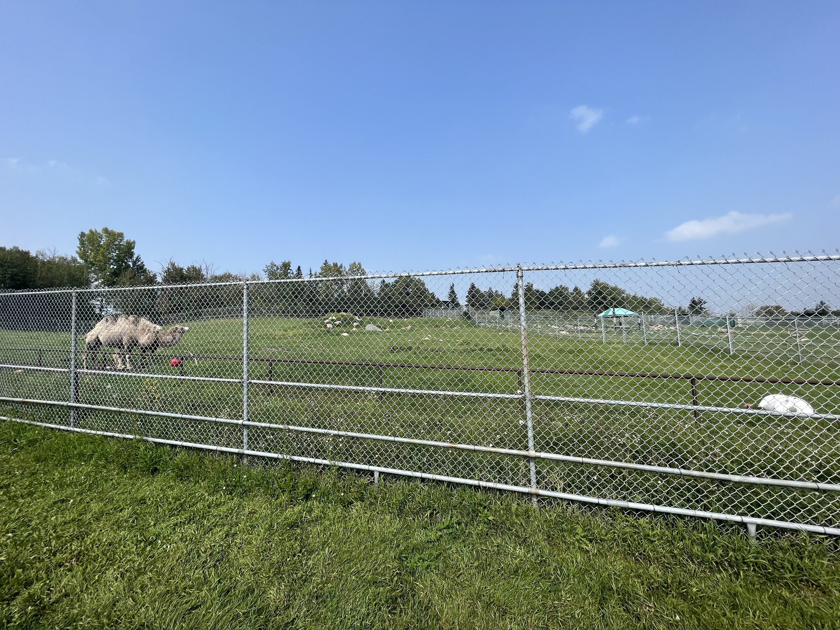 Bactrian Camel Exhibit