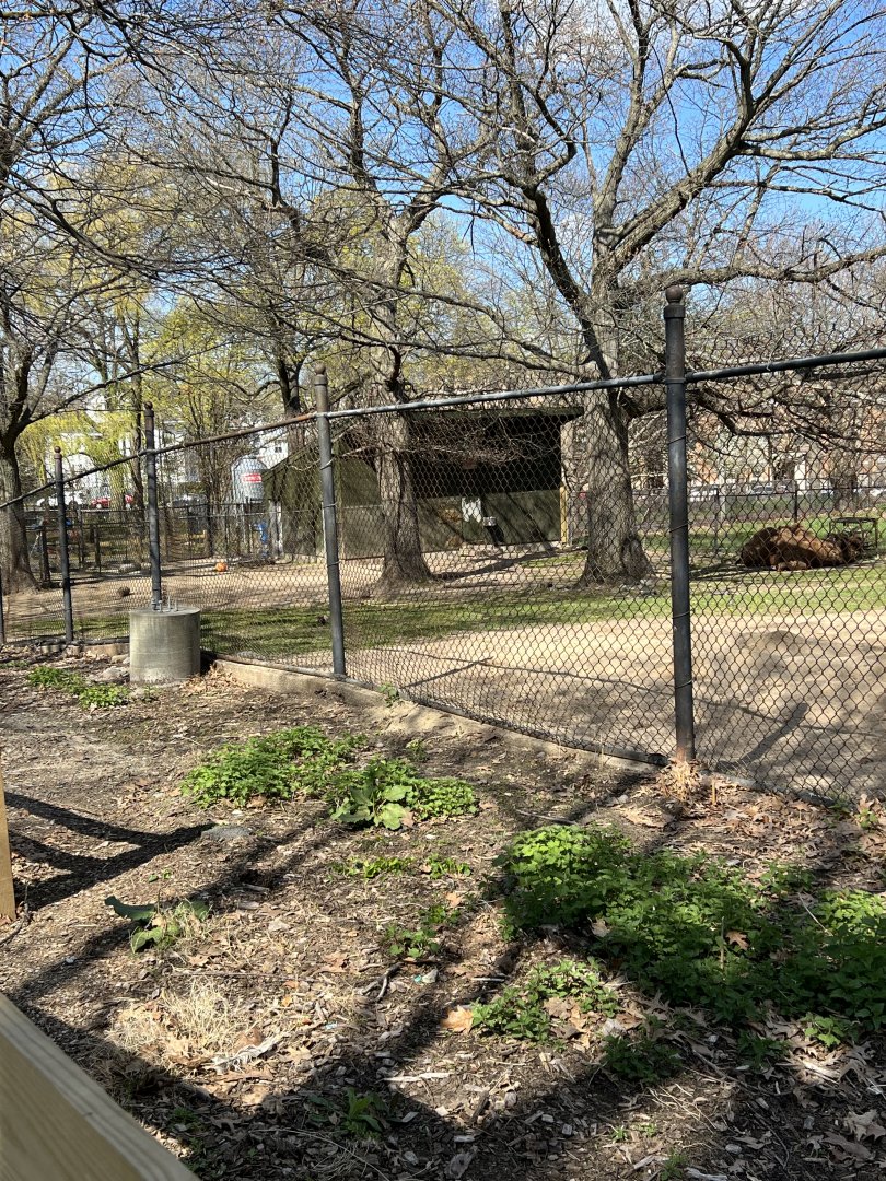 Bactrian Camel Exhibit