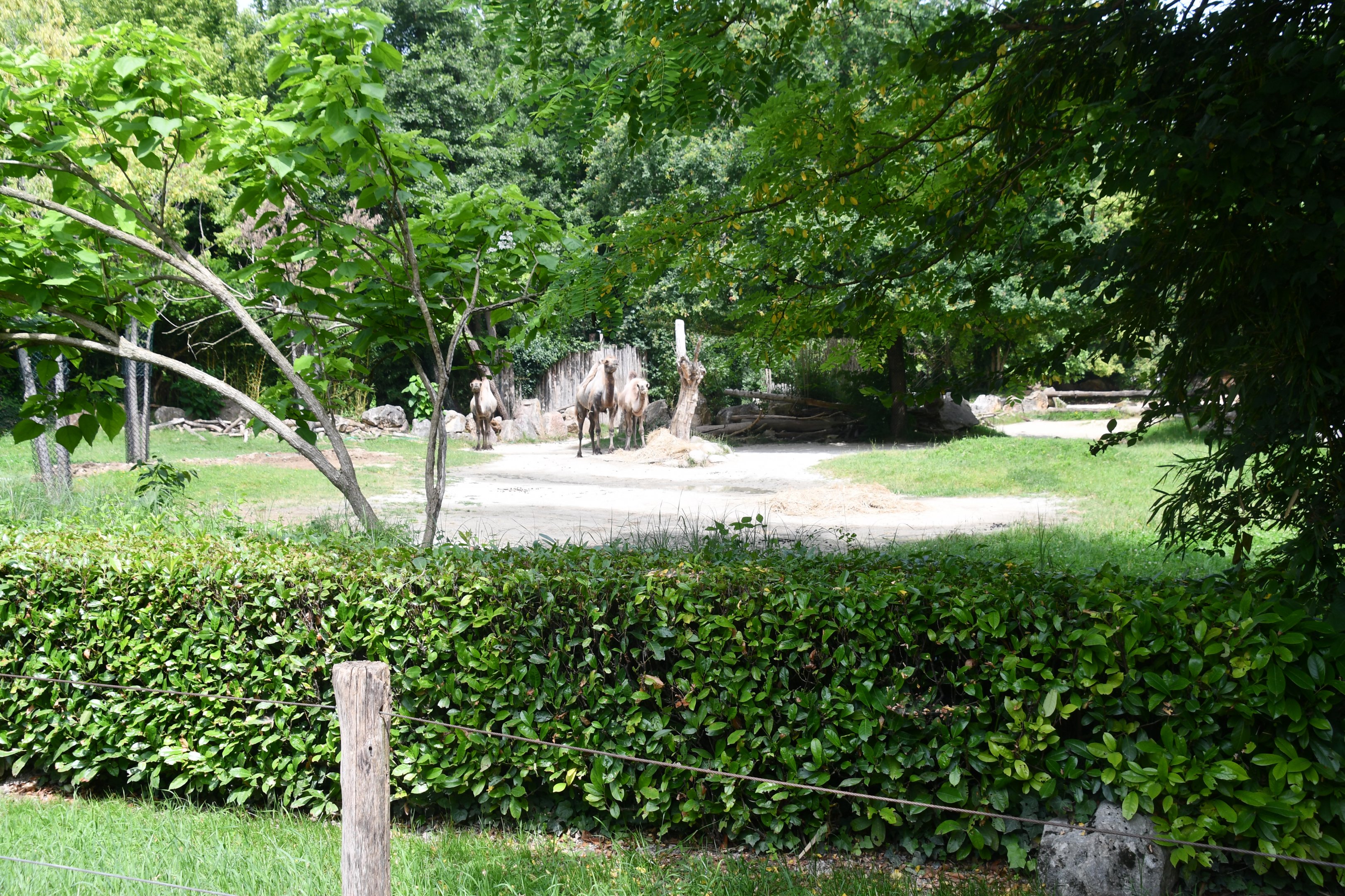 Bactrian Camel exhibit