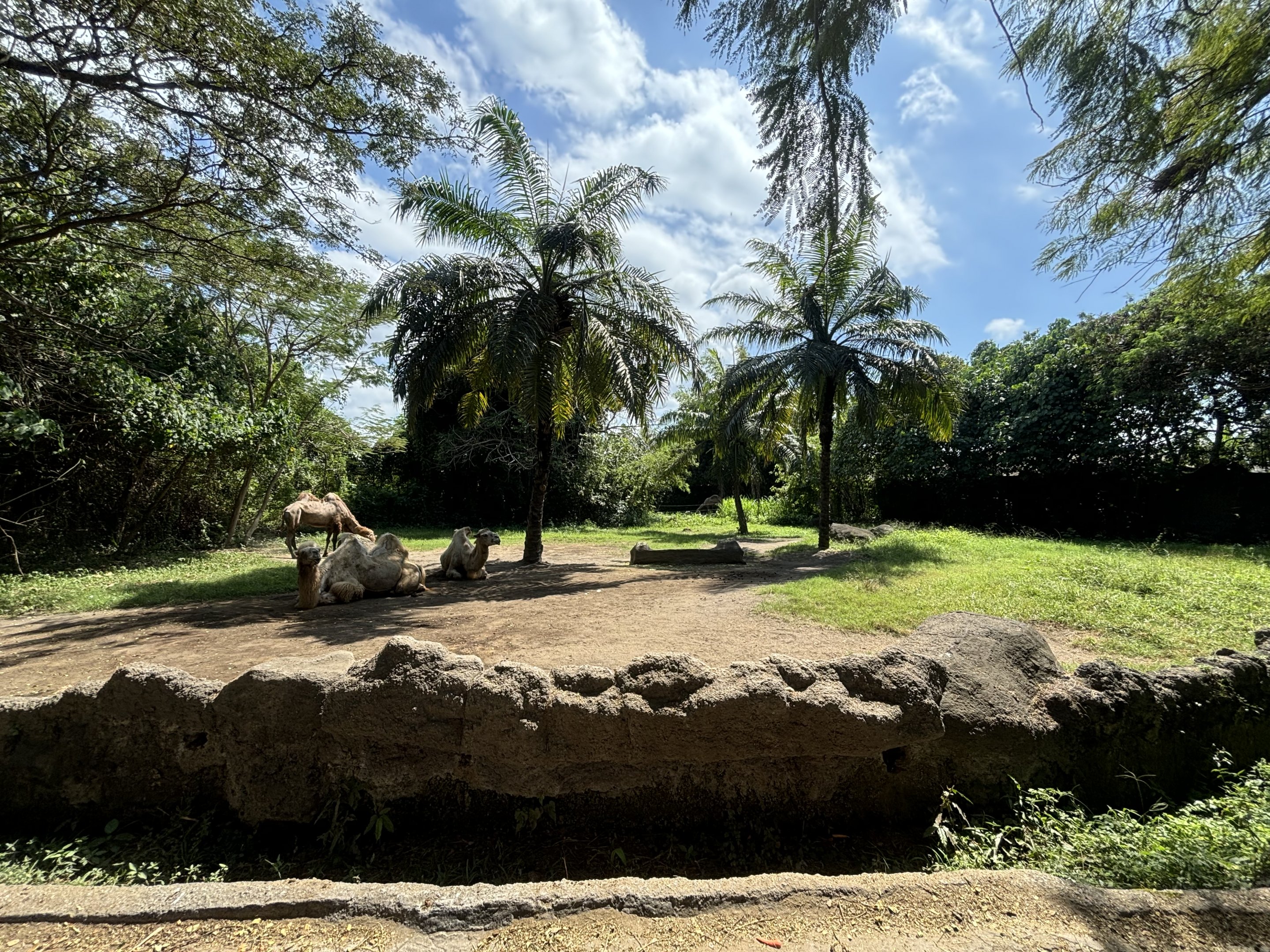 Bactrian Camel Exhibit