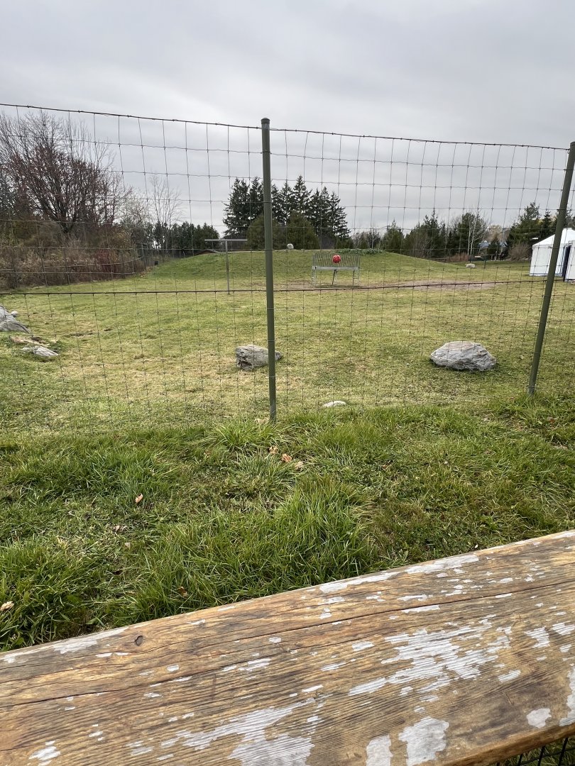 Bactrian Camel Exhibit