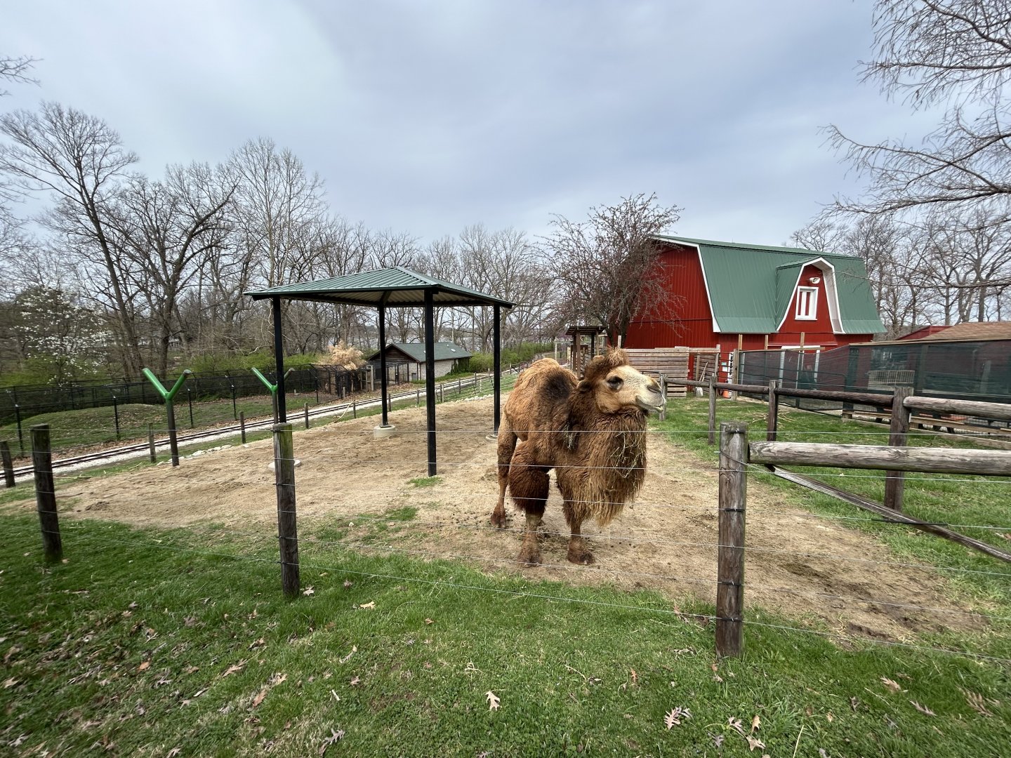 Bactrian Camel Exhibit
