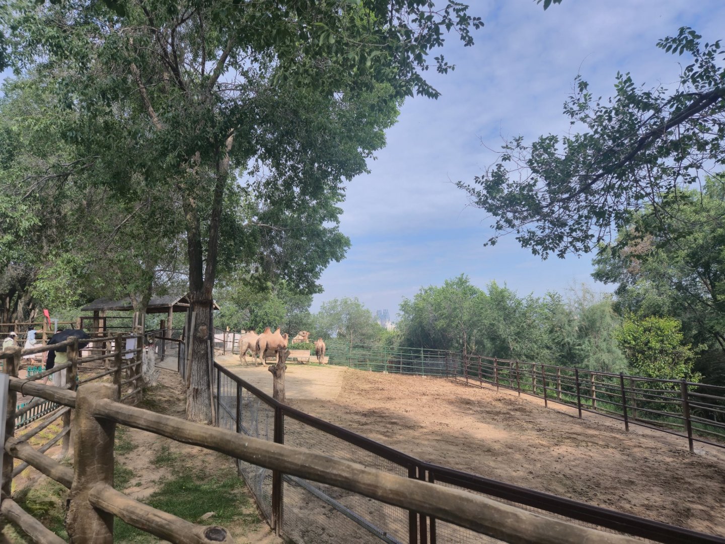 Bactrian camel exhibit