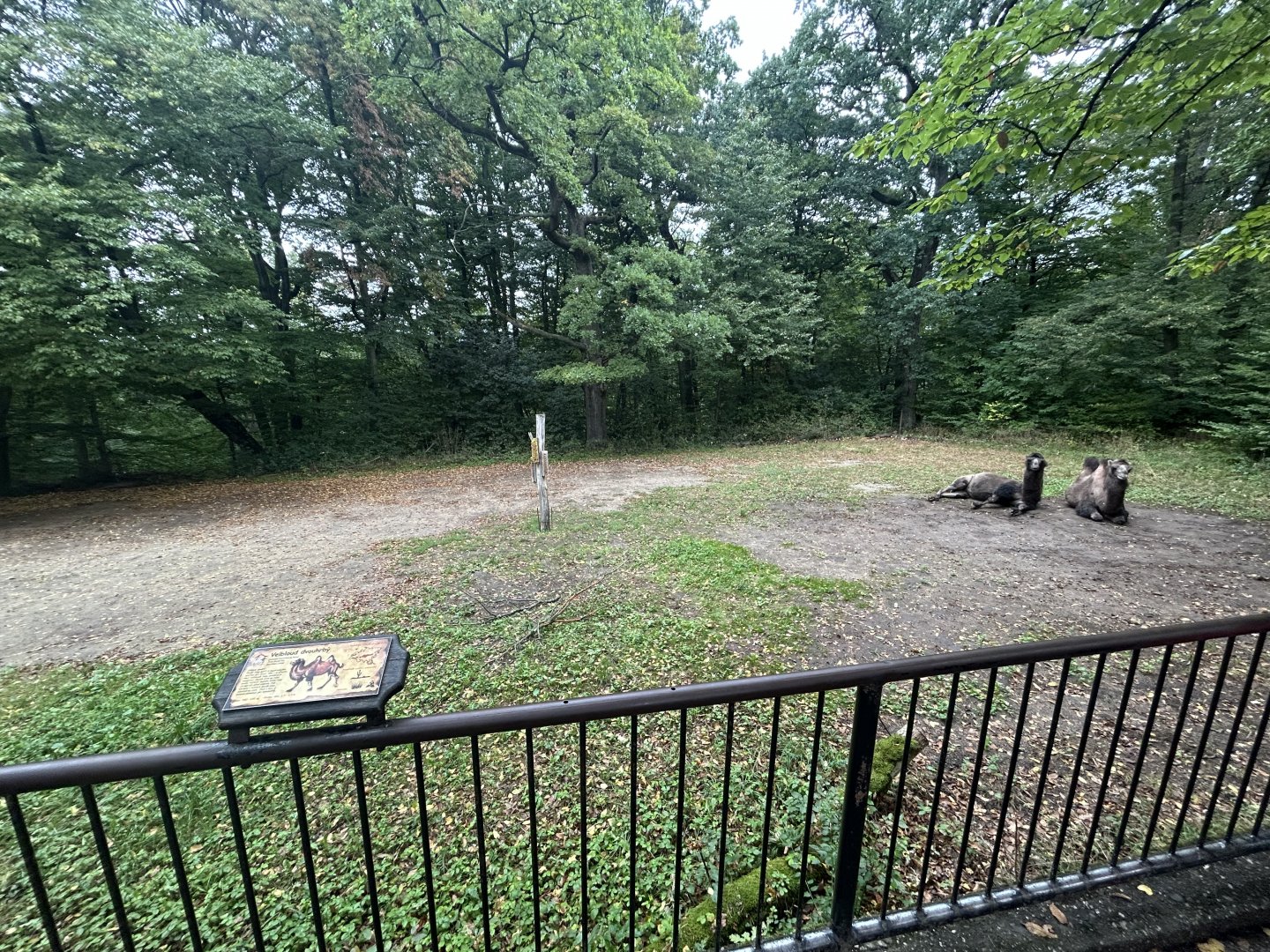 Bactrian Camel Exhibit