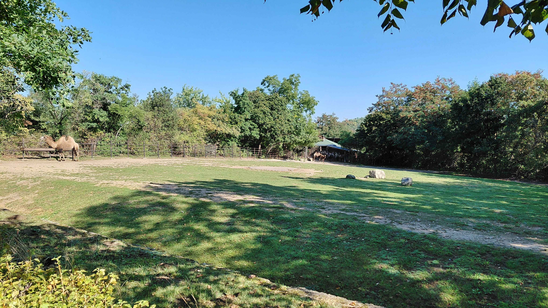 Bactrian camel exhibit