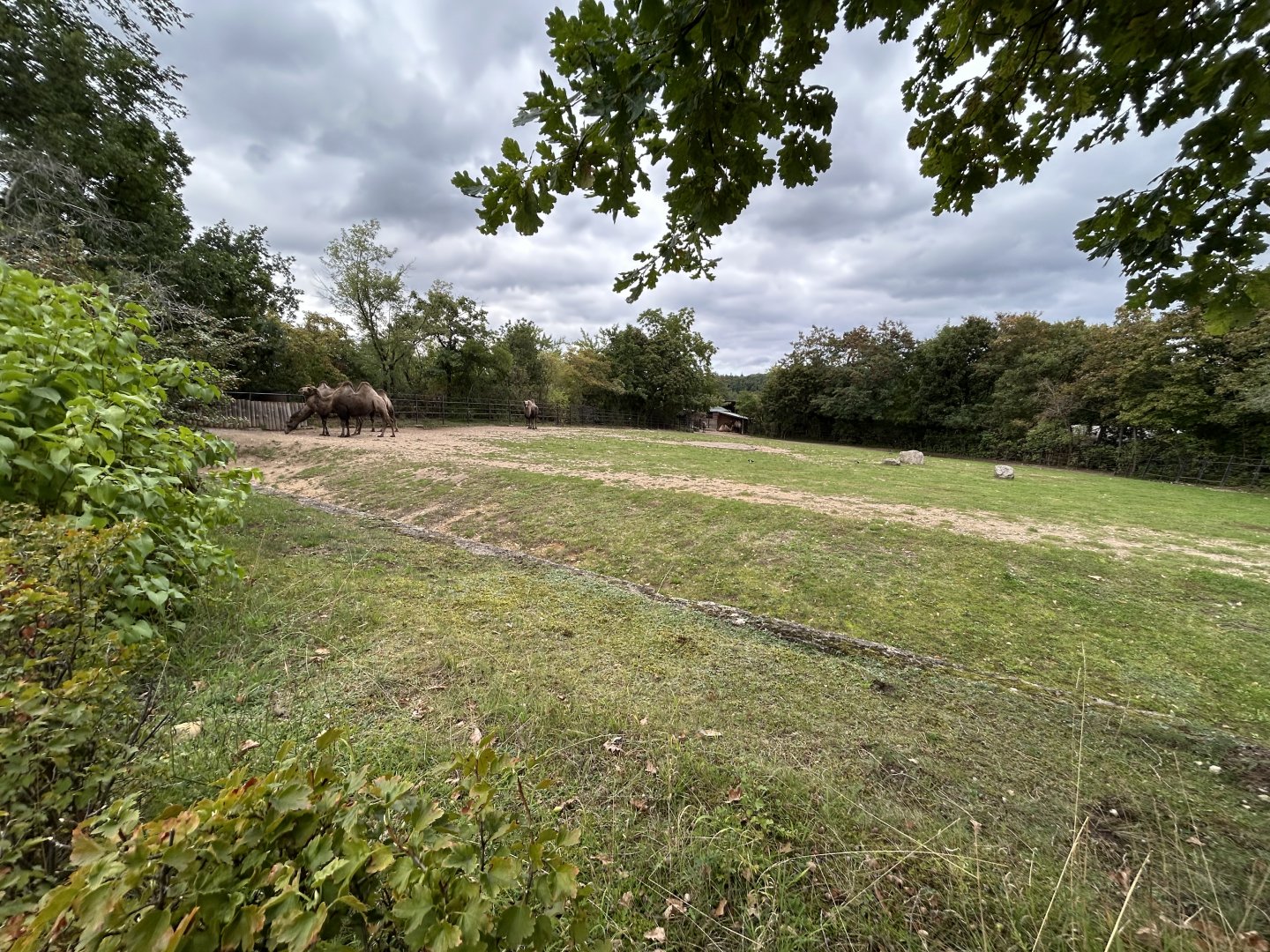 Bactrian Camel Exhibit