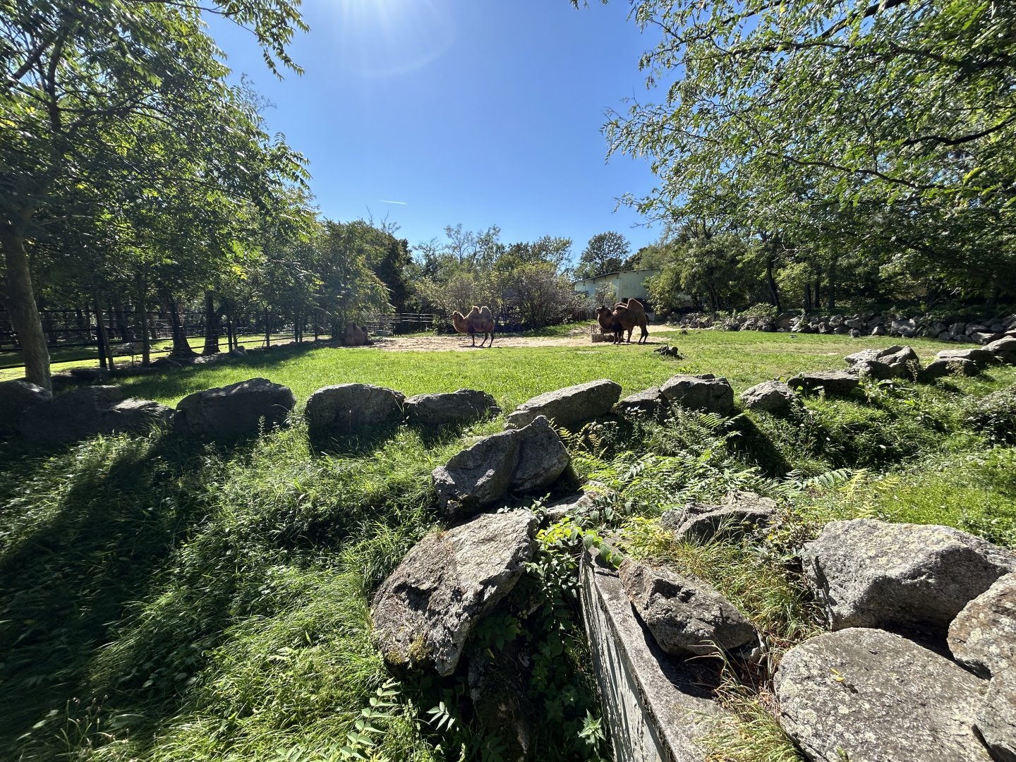 Bactrian Camel Exhibit