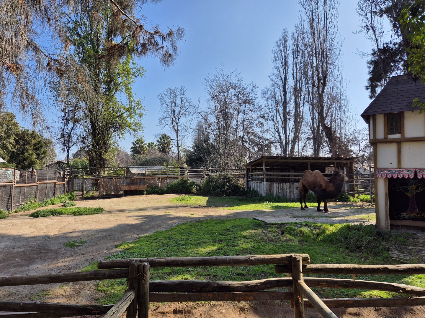 Bactrian camel exhibit