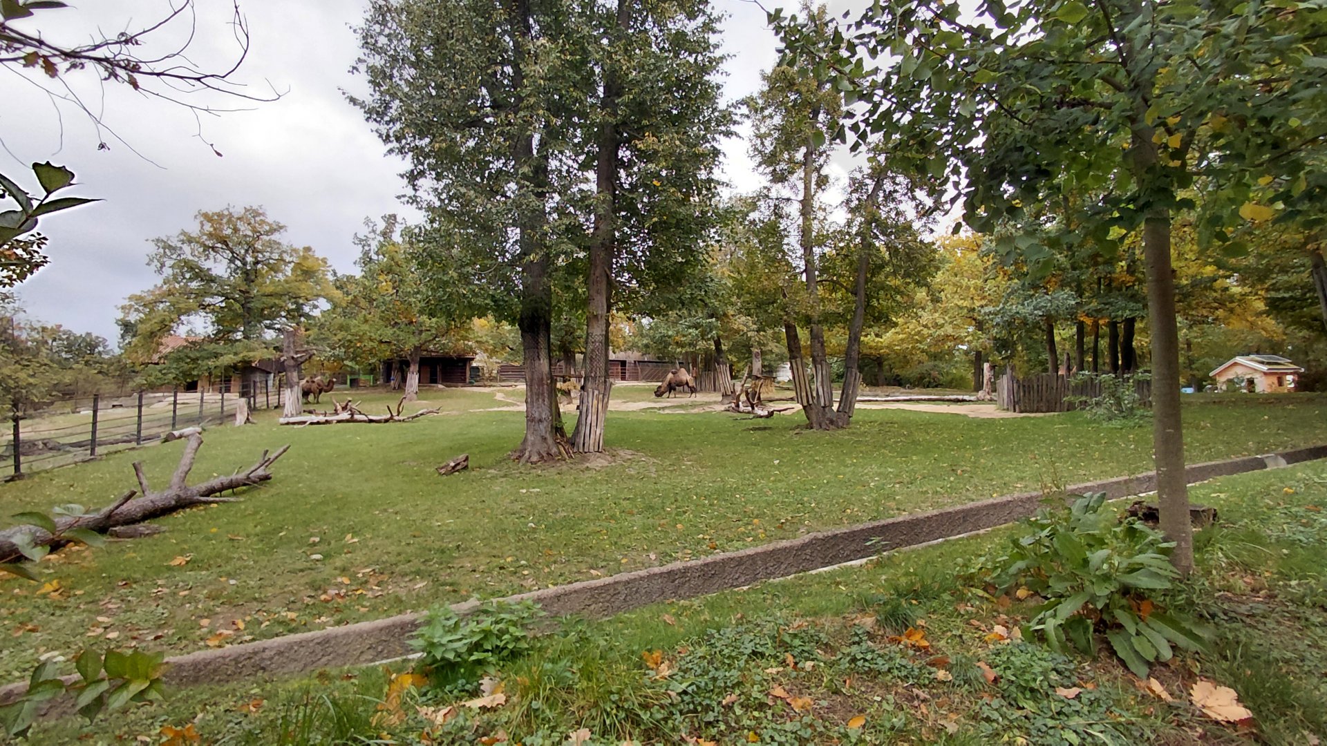 Bactrian camel exhibit