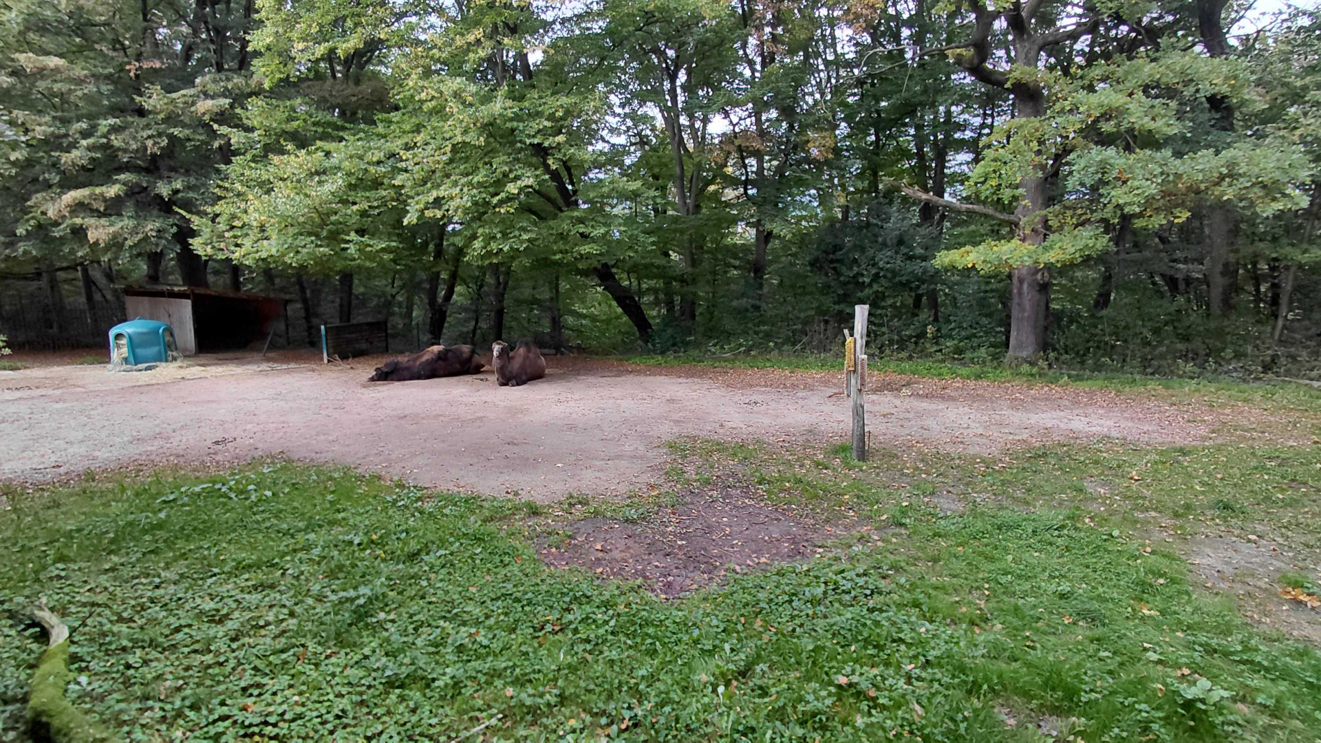 Bactrian camel exhibit