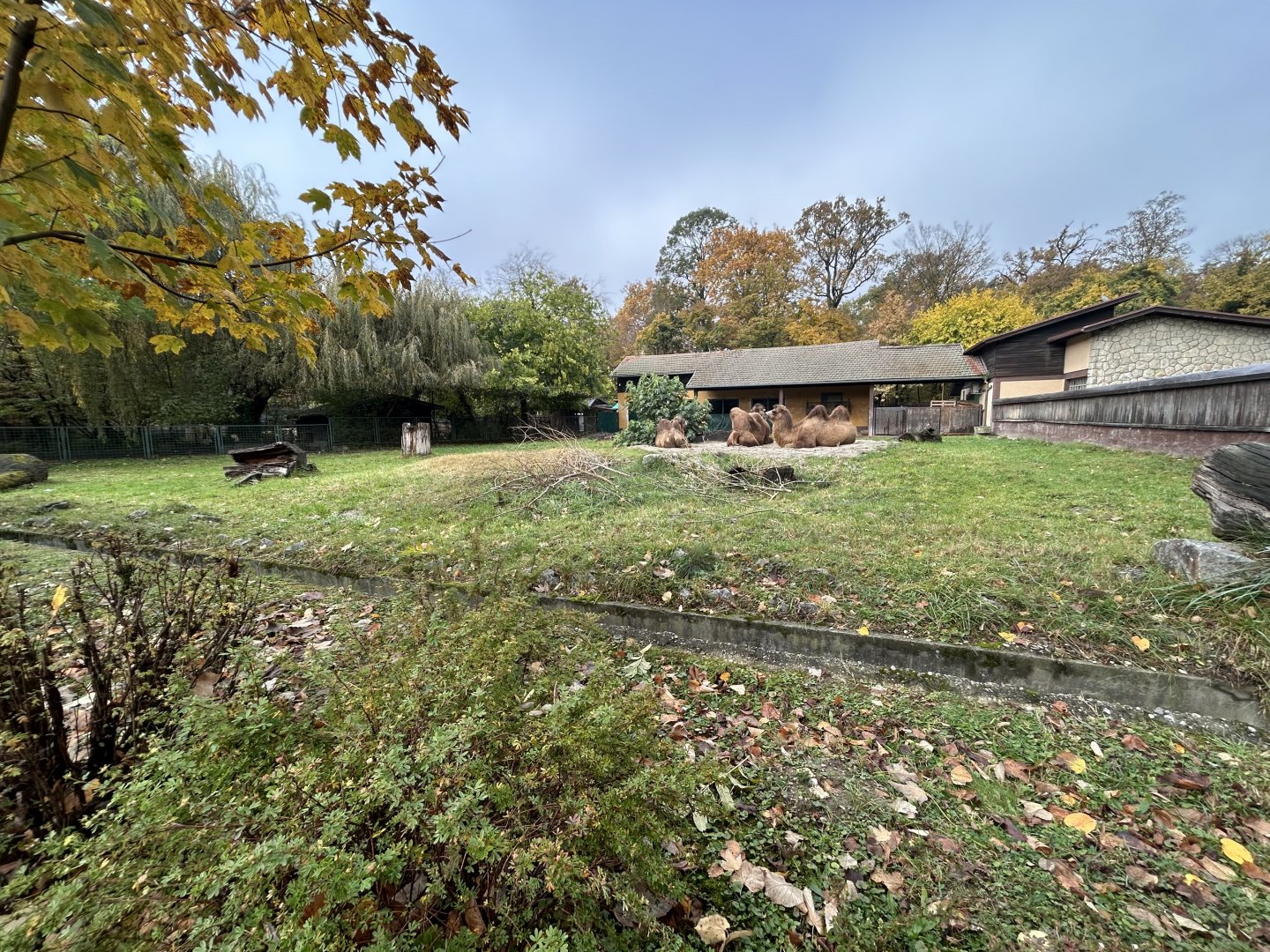 Bactrian Camel Exhibit