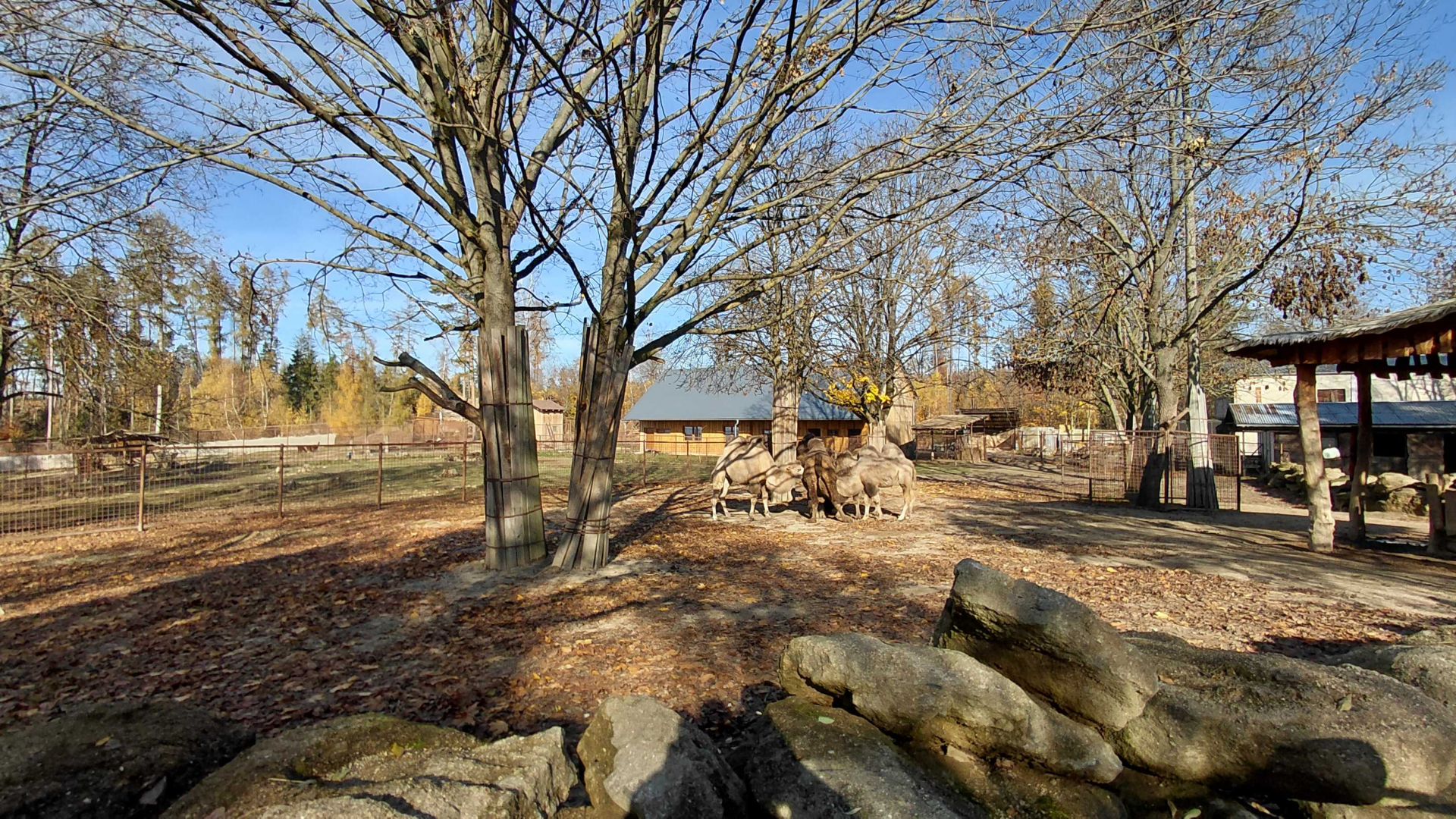 Bactrian camel exhibit