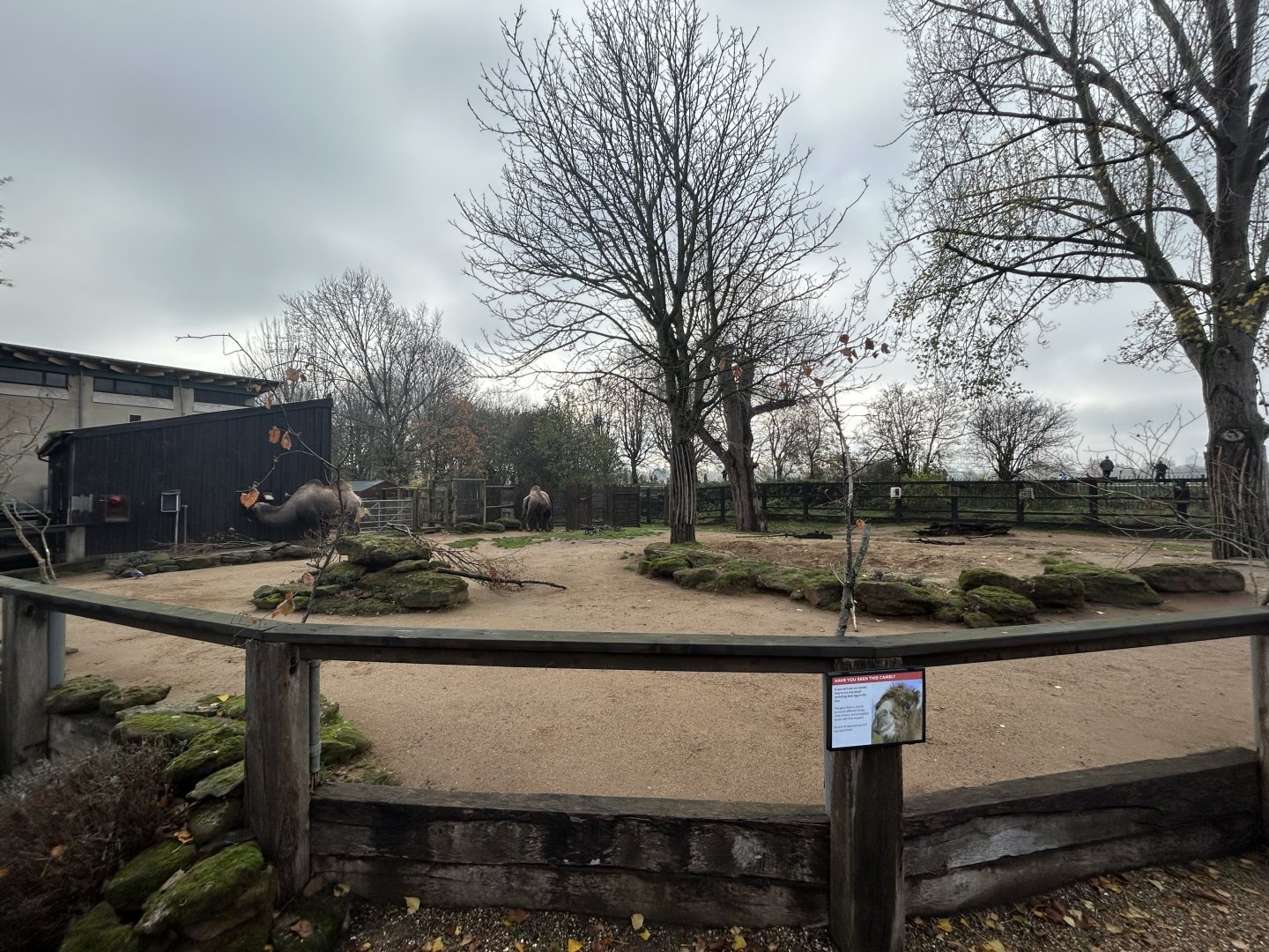 Bactrian Camel Exhibit