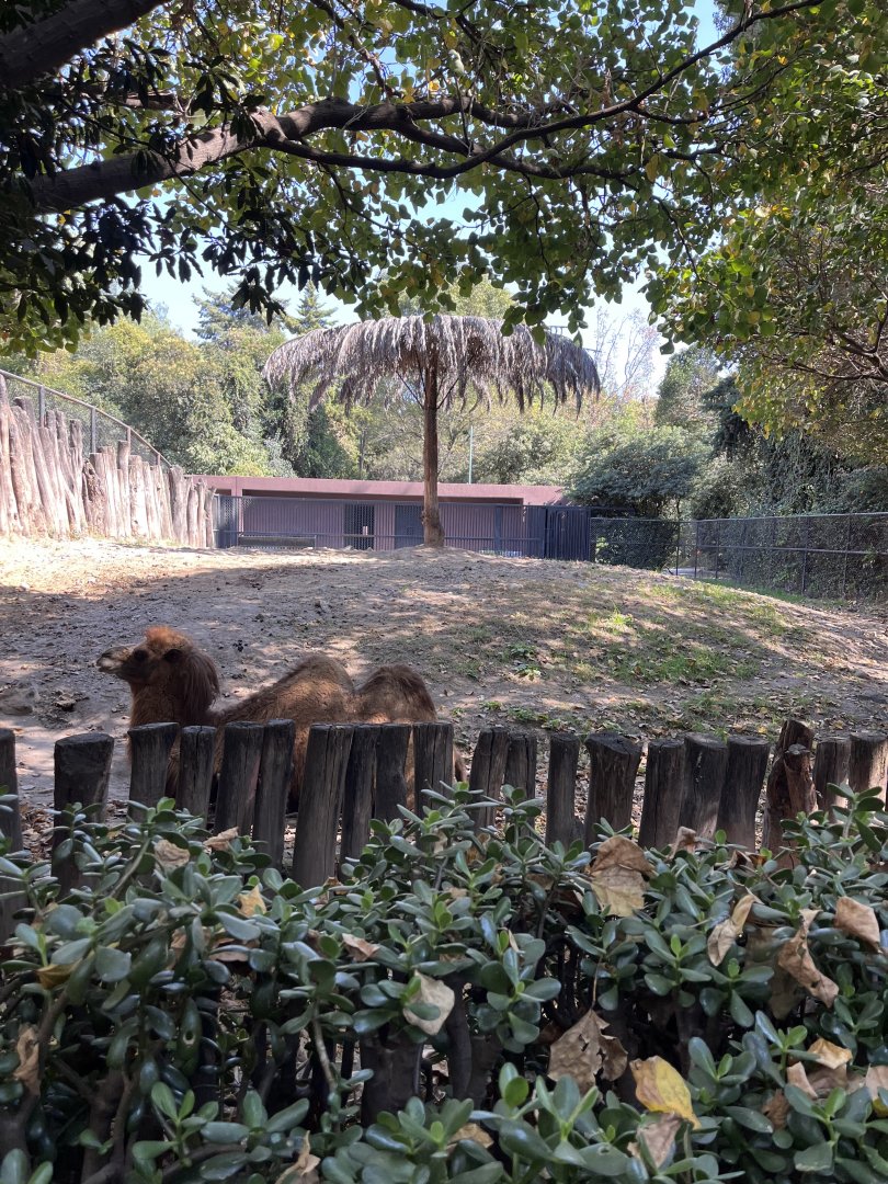bactrian camel exhibit