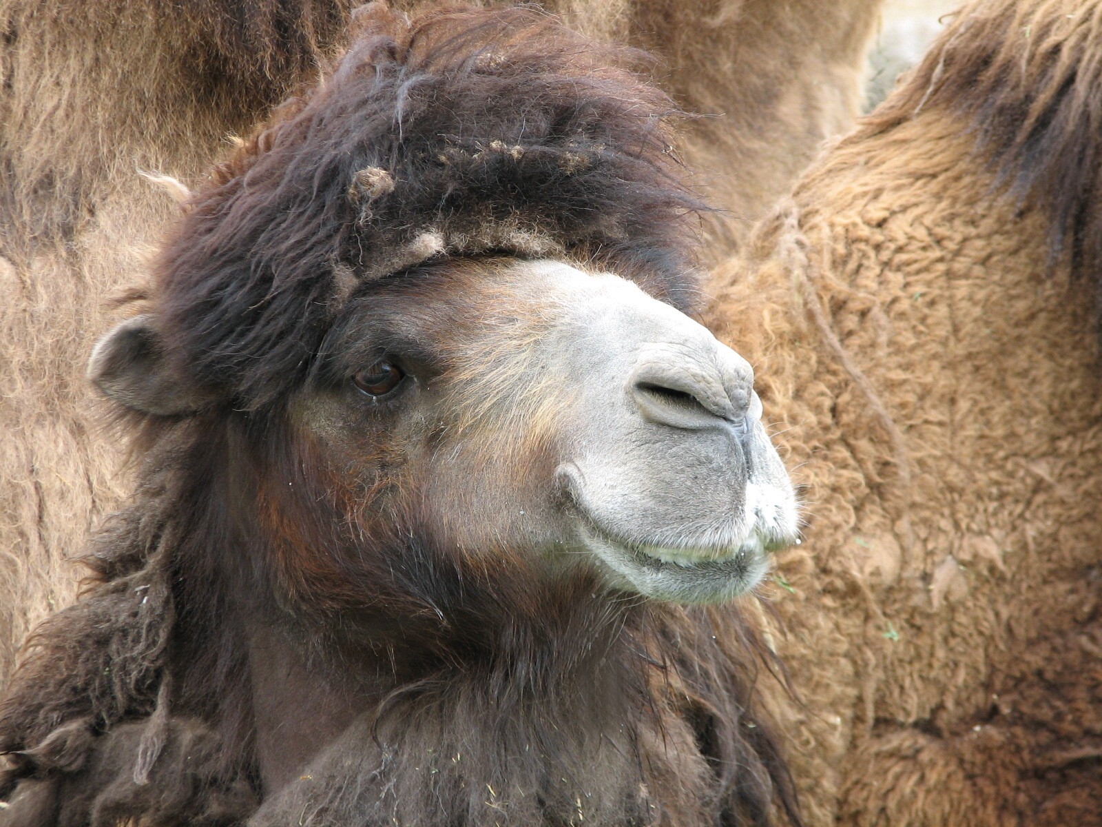 Bactrian Camel Exhibit