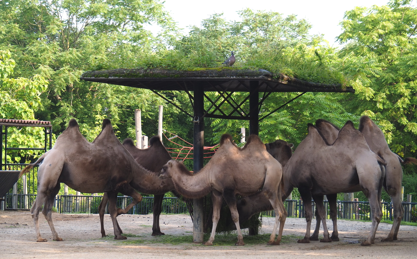 Bactrian camel feeding station, 2021-07-20