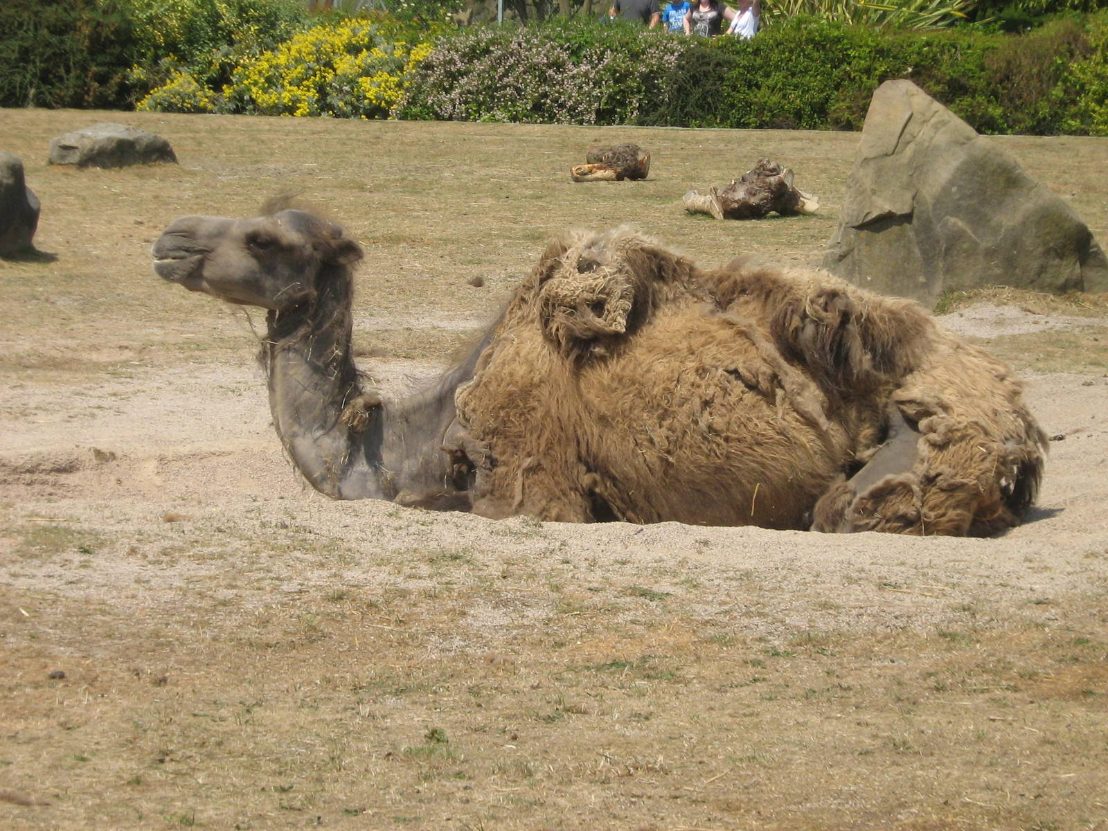 bactrian camel female