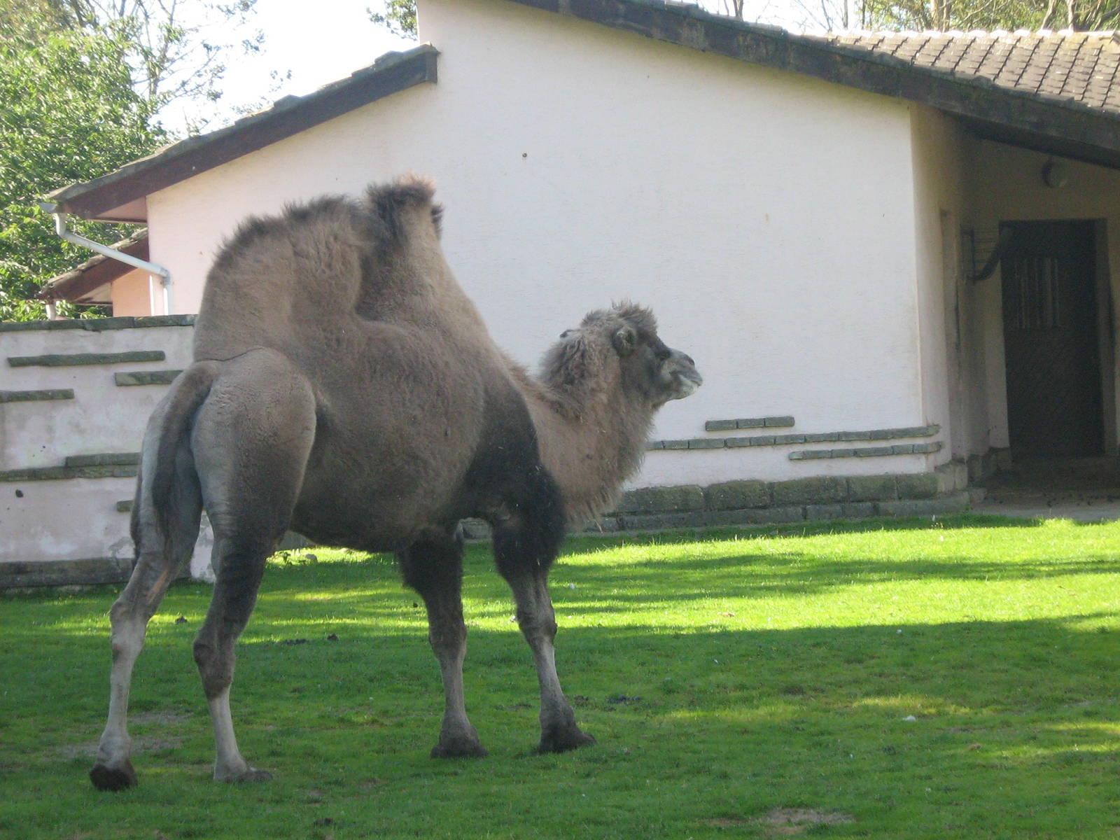 Bactrian Camel Female.