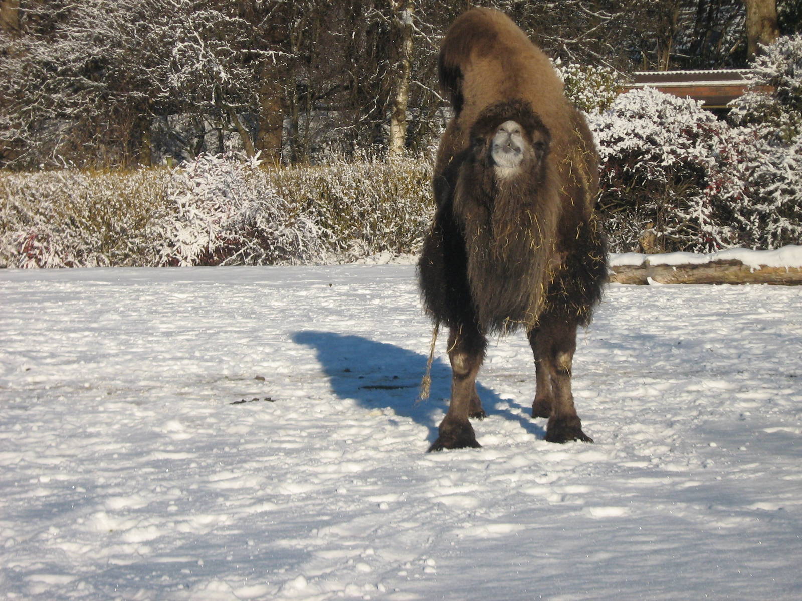 Bactrian Camel Female.