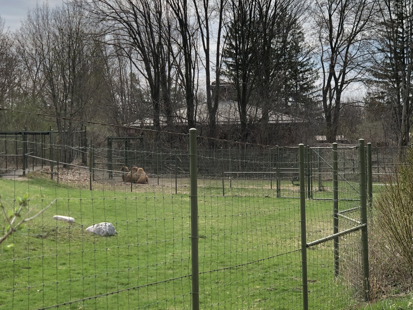 Bactrian Camel Field Yard #2 (new)