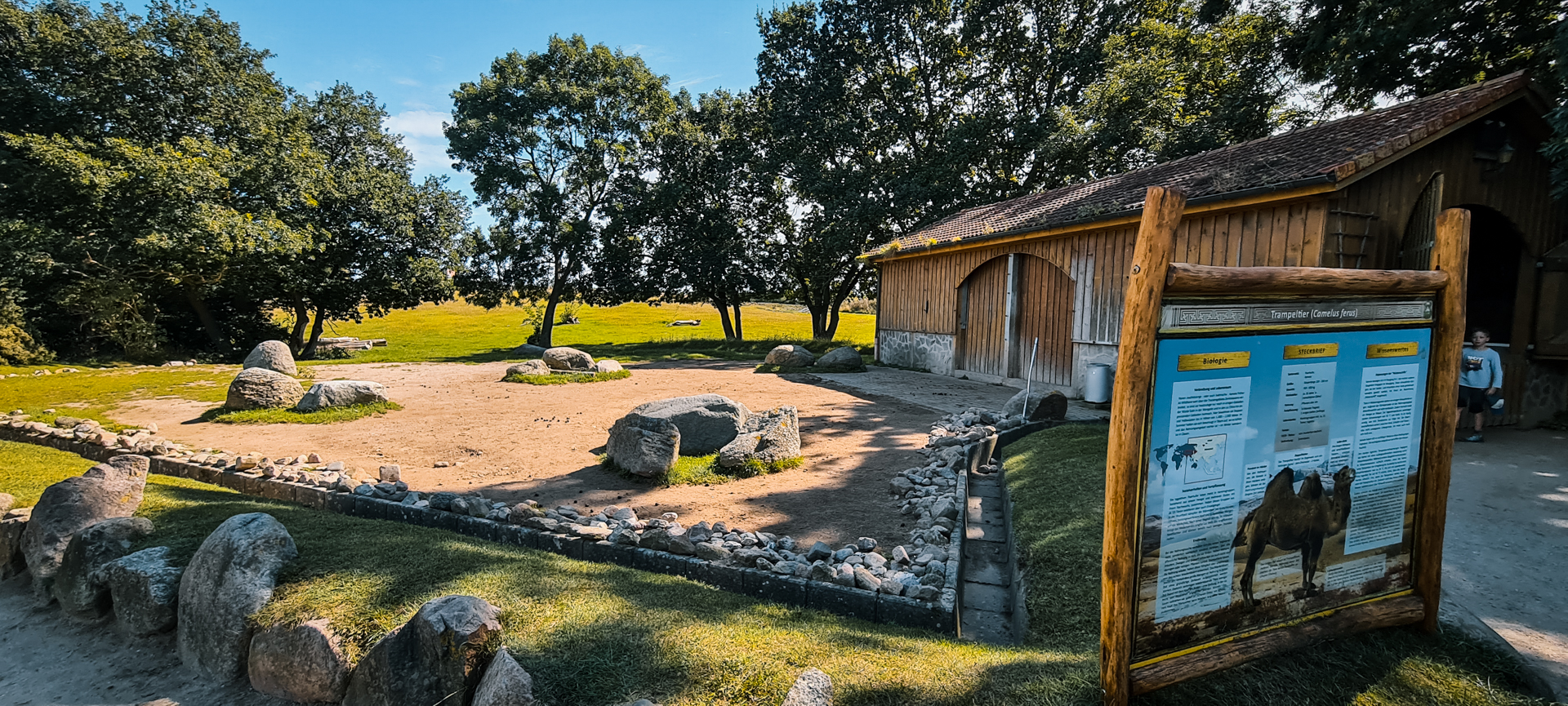 Bactrian Camel front area