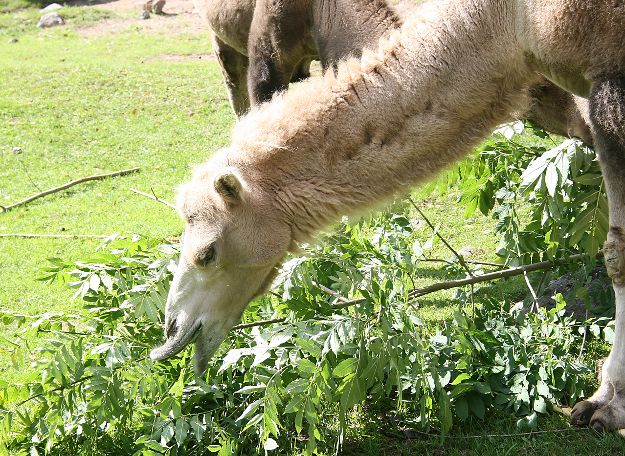 Bactrian camel - Furuvik