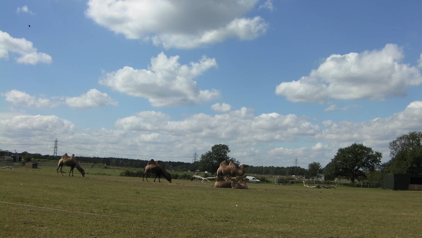 Bactrian Camel Herd - 19.08.2011