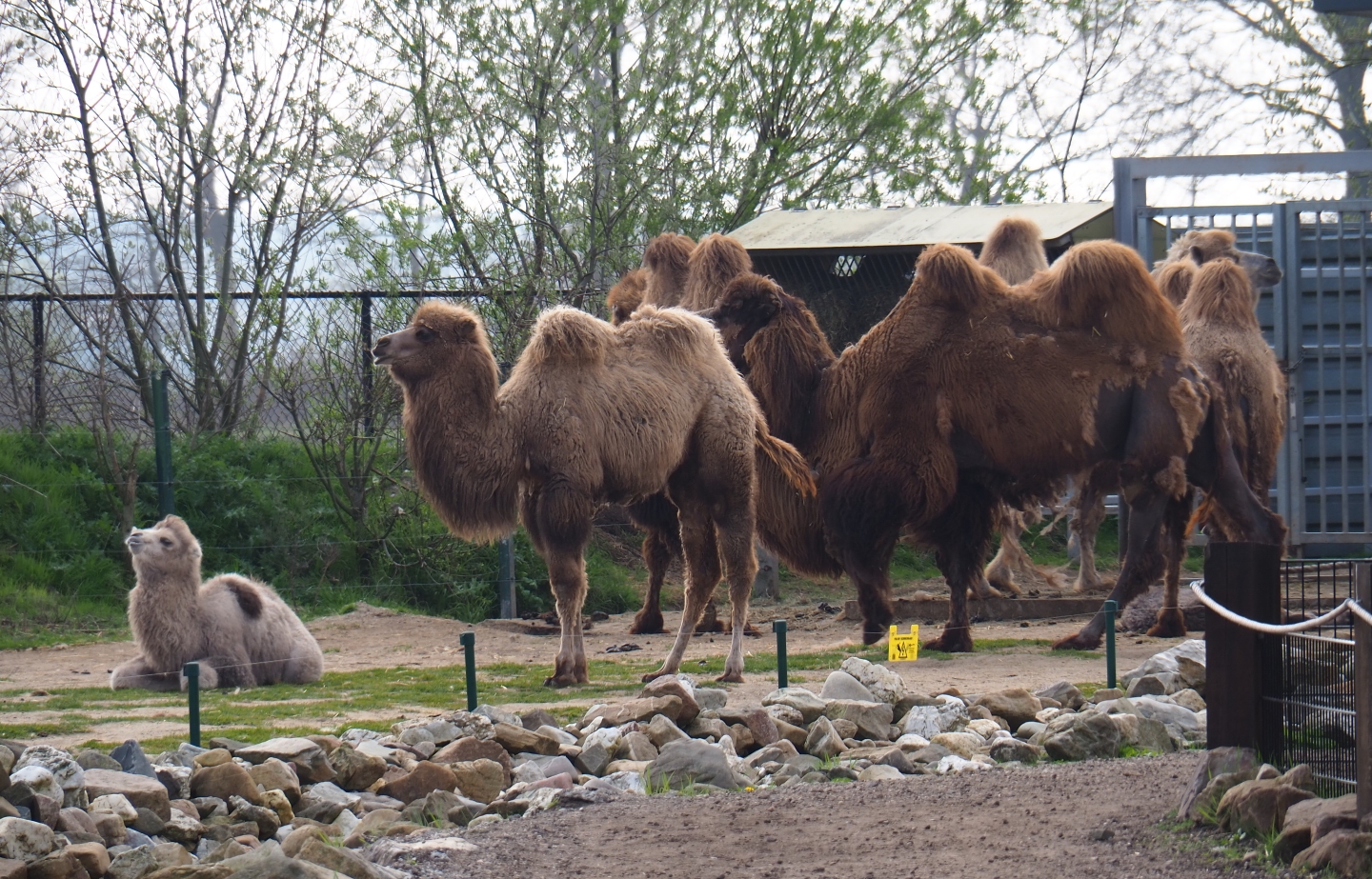 Bactrian camel herd (Camelus bactrianus), 2019-04-06