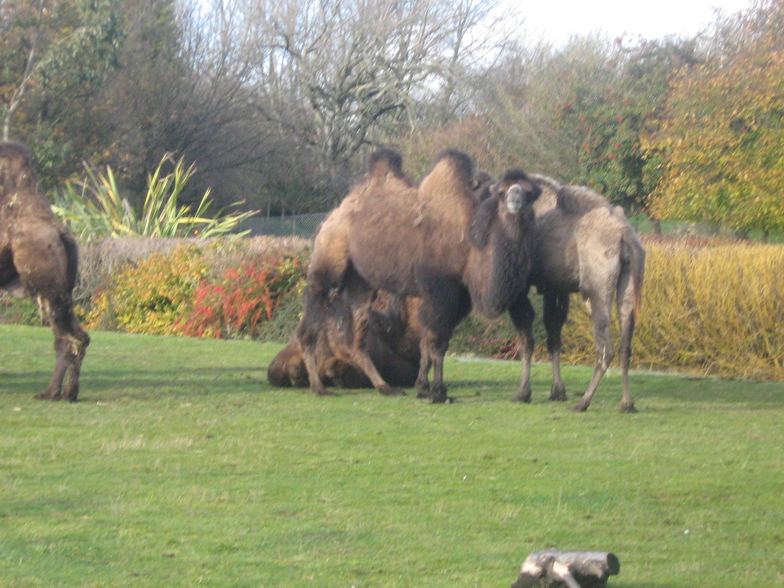 Bactrian Camel Herd