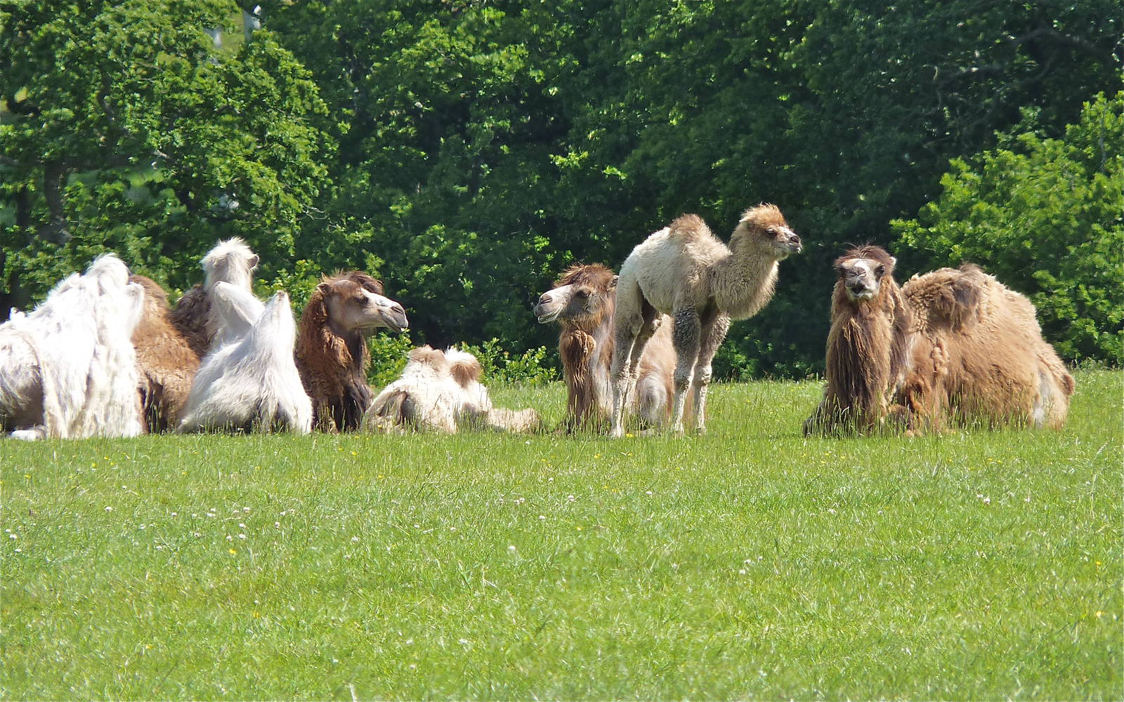 Bactrian Camel Herd