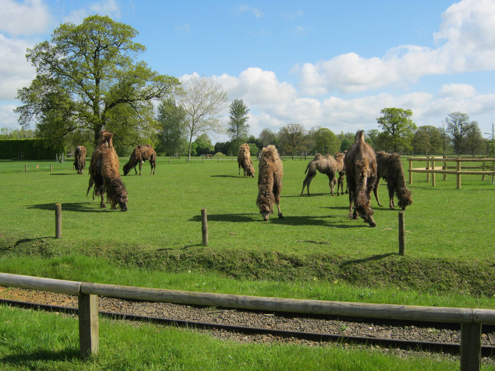 Bactrian Camel herd
