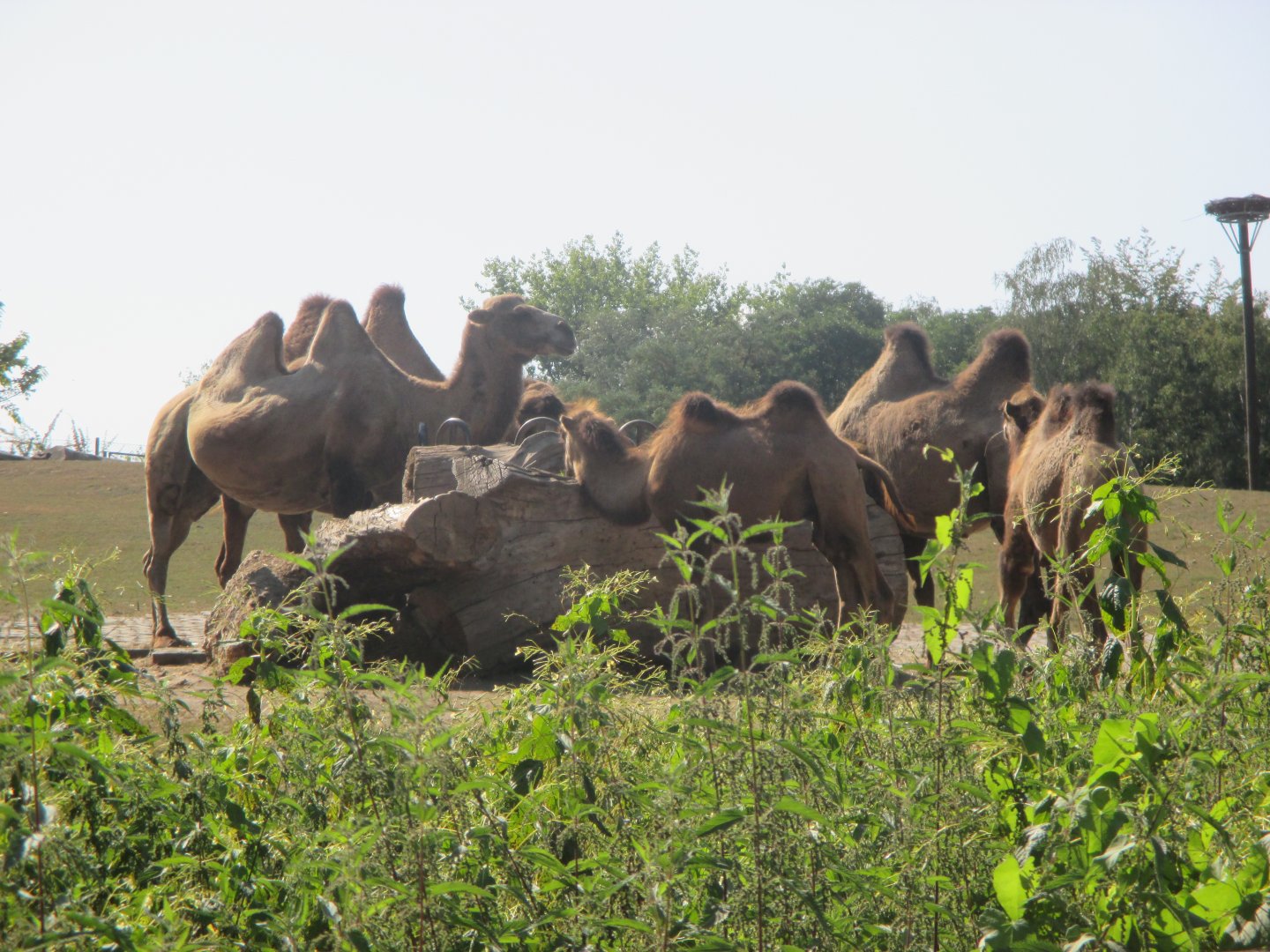 Bactrian camel herd