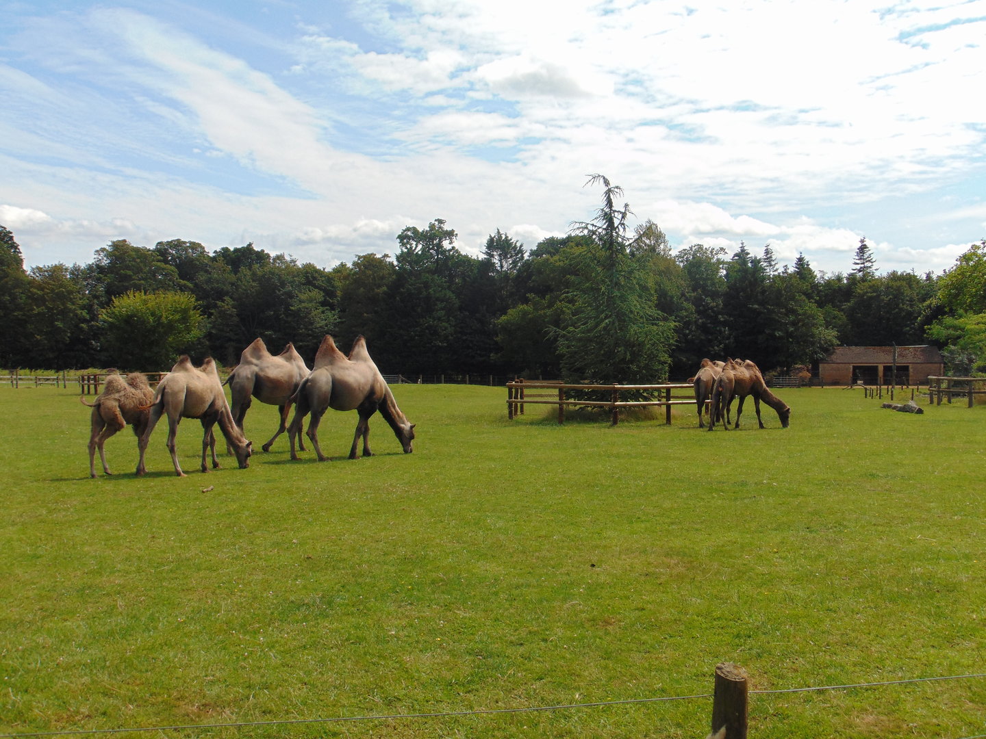Bactrian Camel herd