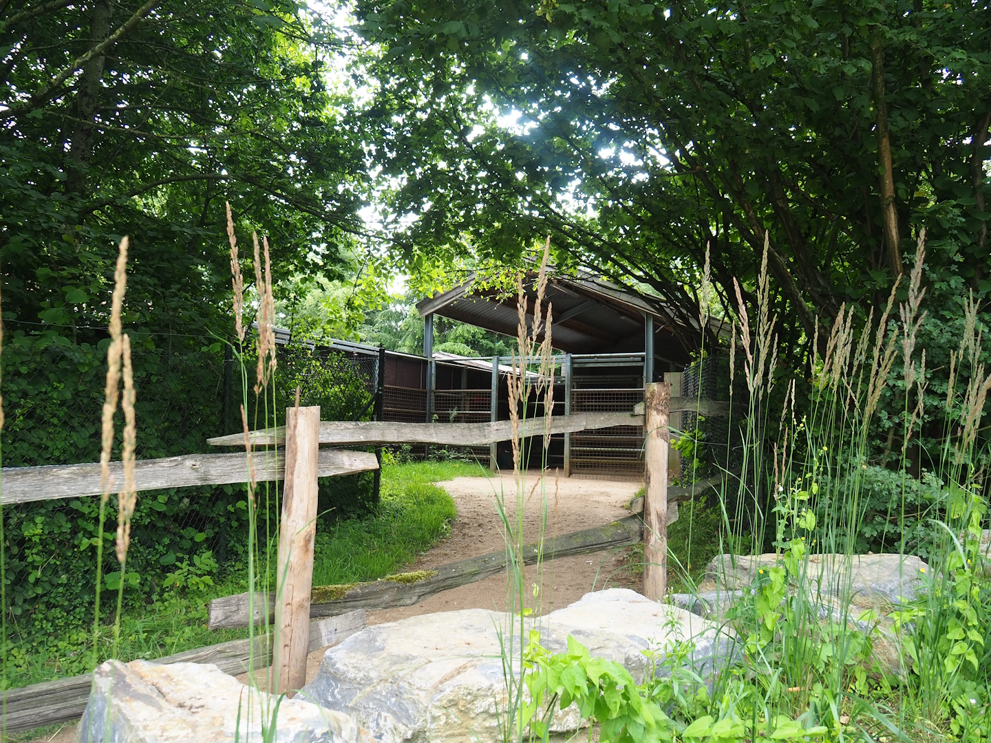 Bactrian camel holding area, 2023-07-18