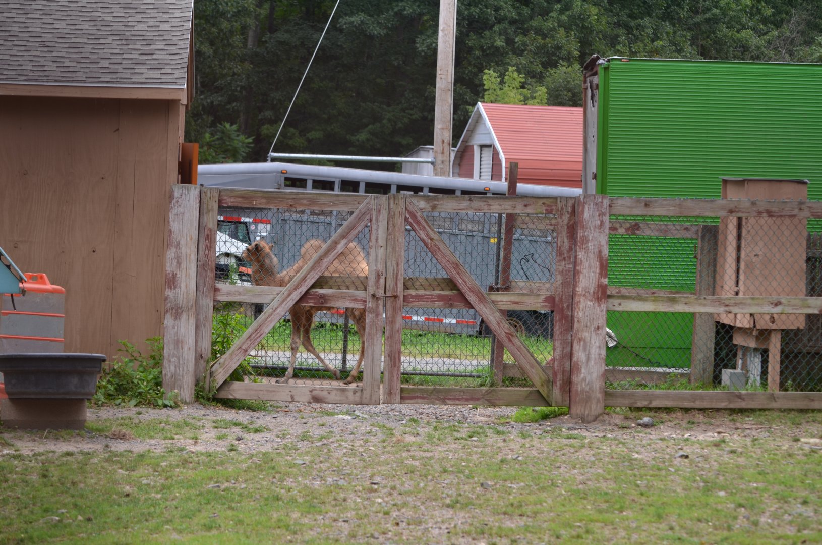 Bactrian Camel Holding