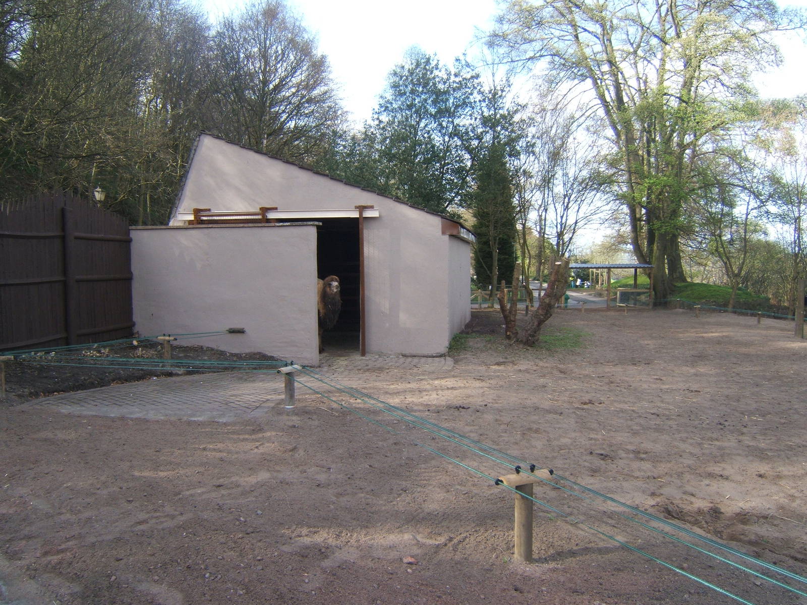 Bactrian Camel house view