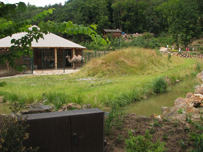 Bactrian camel house