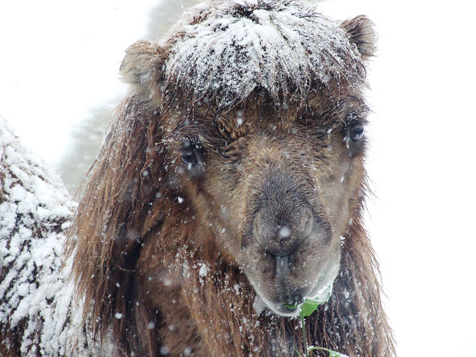 Bactrian camel in snow