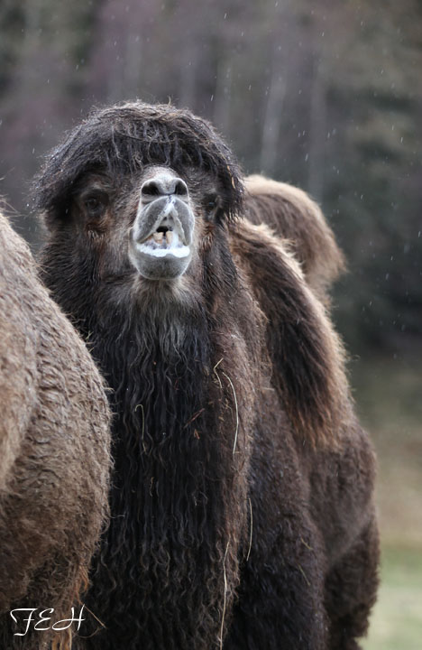bactrian camel in the rain