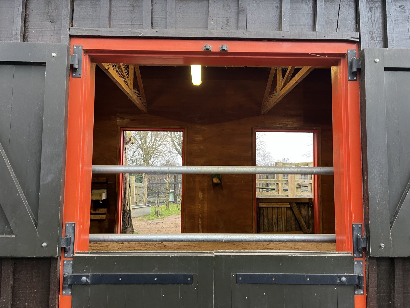 Bactrian camel indoor barn 11.2.25