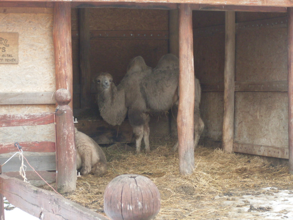 Bactrian camel indoor exhibit
