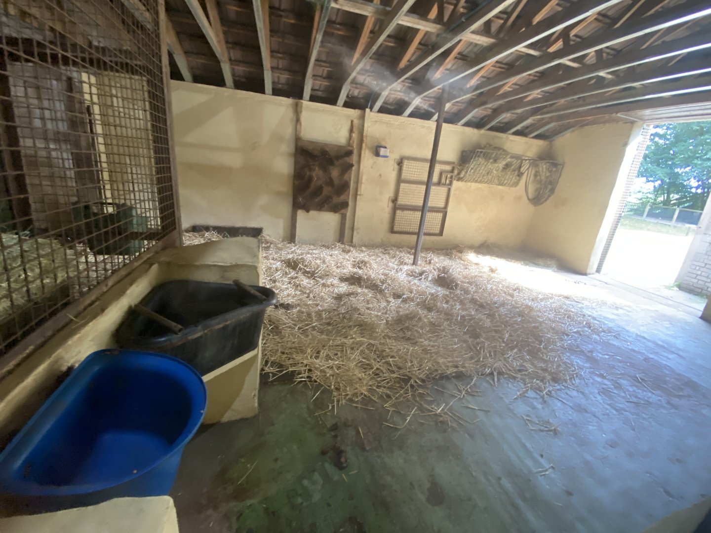 Bactrian camel indoors