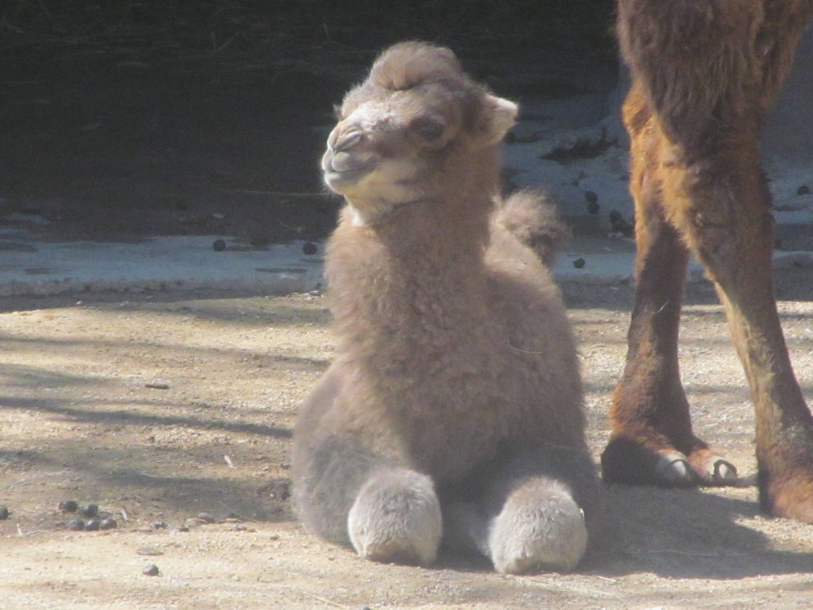 Bactrian Camel "Jack"
