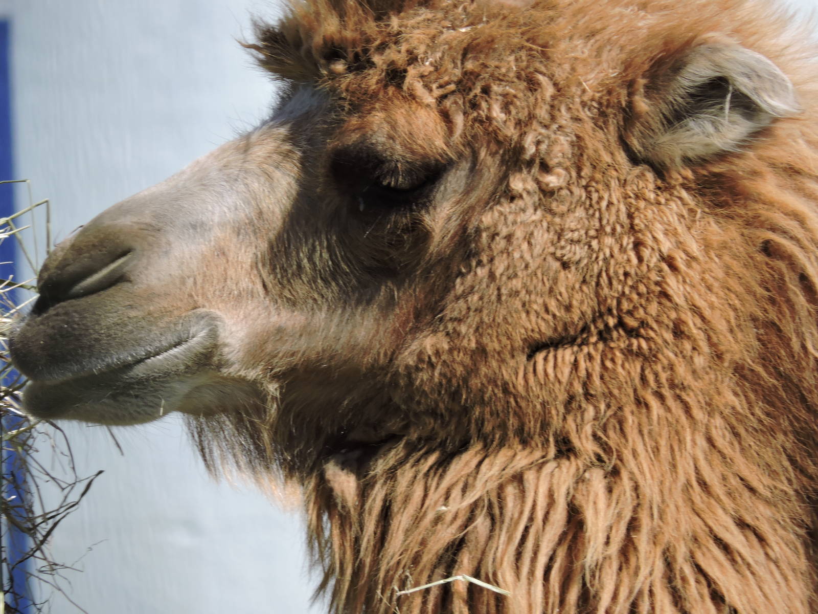 Bactrian Camel - Jozy