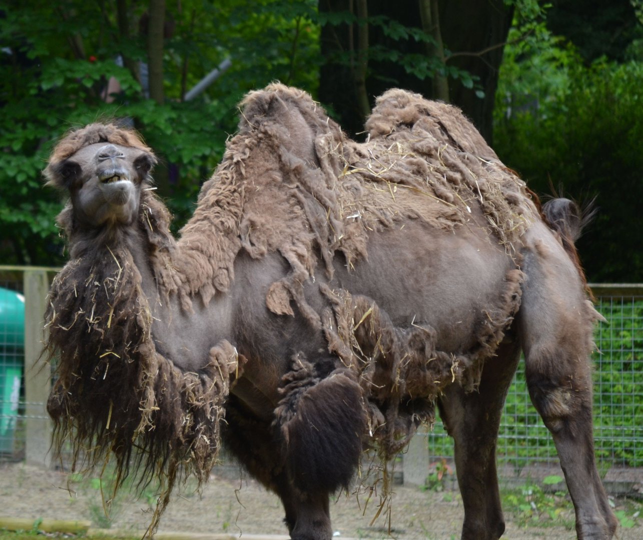 Bactrian Camel - June 2016