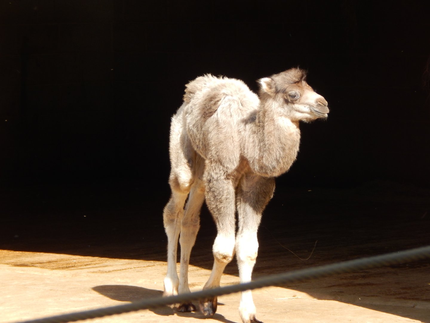 Bactrian camel juvenile 150524