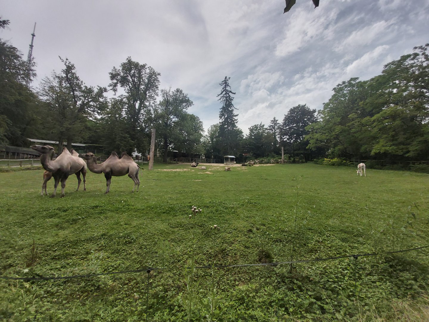 Bactrian camel & kulan enclosure