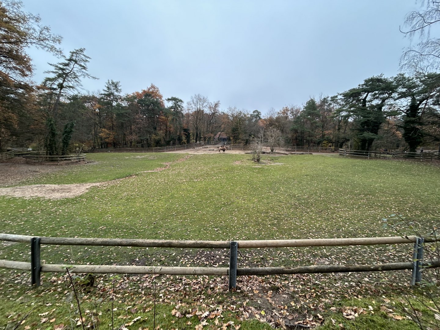 Bactrian Camel & Kulan Exhibit