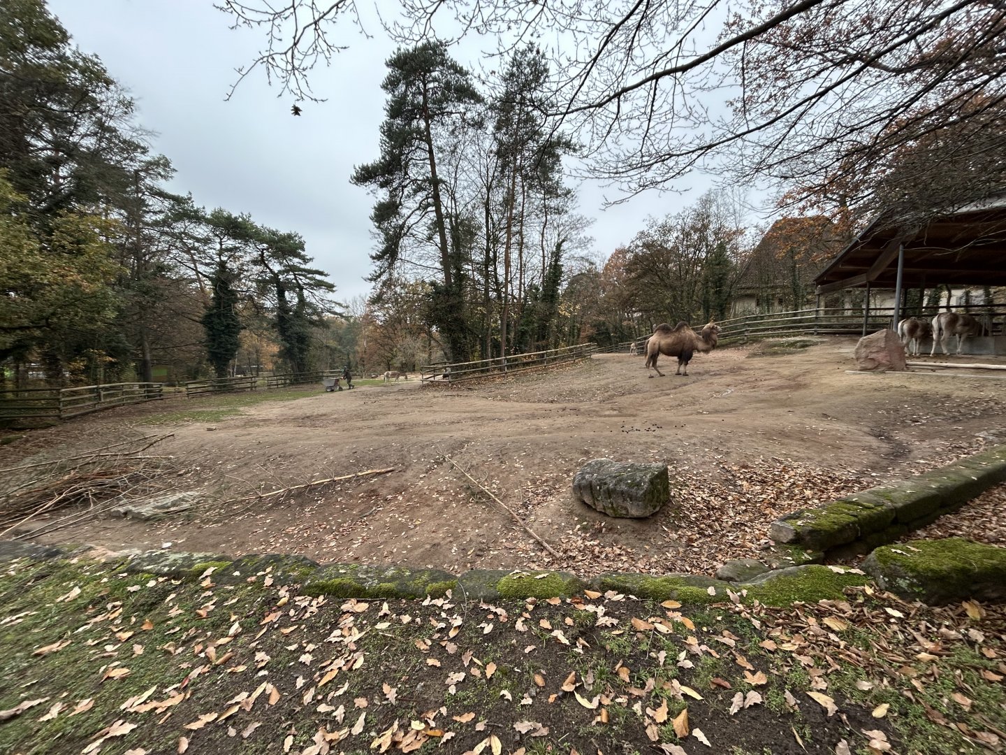 Bactrian Camel & Kulan Exhibit