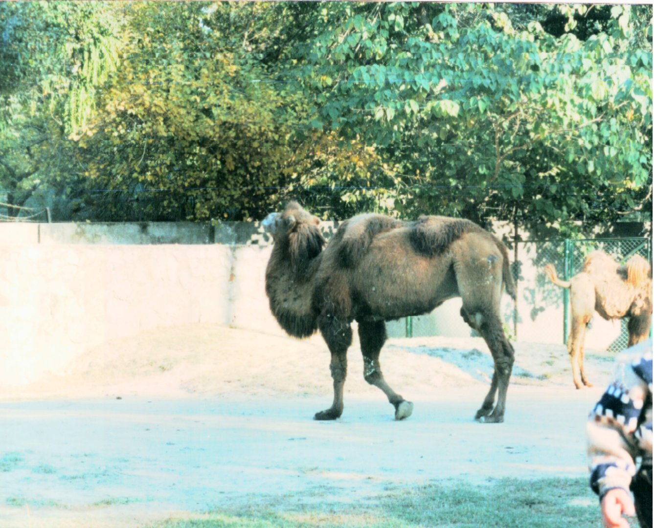 Bactrian camel - Lahore Zoo 2000-2001